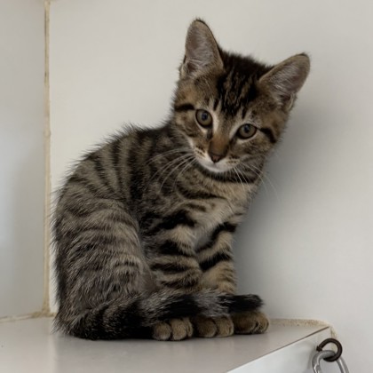 Shelter Stray Female Cat last seen , CA , Oakland, CA 94601