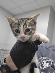 Shelter Stray Male Cat last seen Kodak, TN 37764, Sevierville, TN 37862