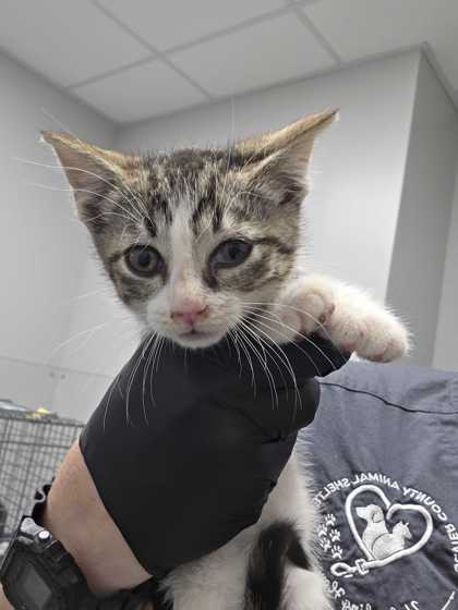 Shelter Stray Male Cat last seen Kodak, TN 37764, Sevierville, TN 37862