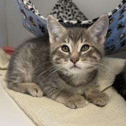 Shelter Stray Male Cat last seen , CA , Oakland, CA 94601