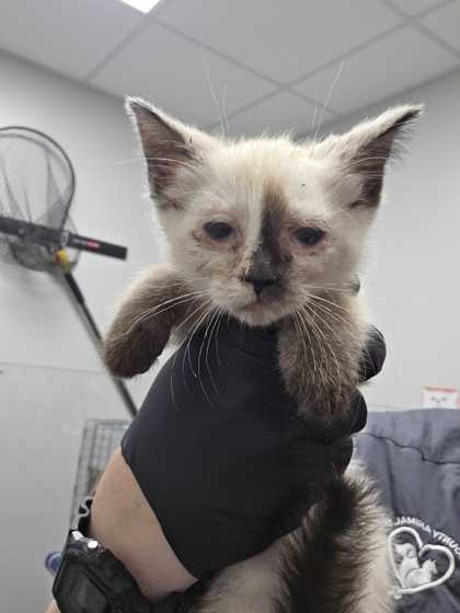 Shelter Stray Female Cat last seen Kodak, TN 37764, Sevierville, TN 37862
