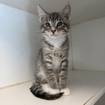 Shelter Stray Male Cat last seen , CA , Oakland, CA 94601