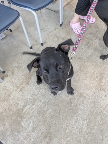 Shelter Stray Male Dog last seen , TX , Fort Worth, TX 76119