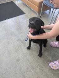 Shelter Stray Female Dog last seen , TX , Fort Worth, TX 76119