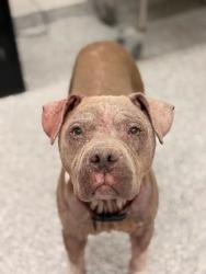Shelter Stray Male Dog last seen Knox County, TN , Knoxville, TN 37919