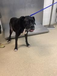 Shelter Stray Female Dog last seen Bexar County, TX , Fort Worth, TX 76119