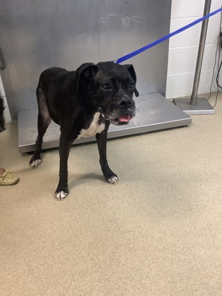 Shelter Stray Female Dog last seen Bexar County, TX , Fort Worth, TX 76119
