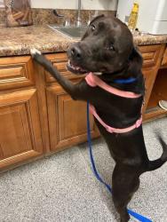Shelter Stray Female Dog last seen Corryton, TN 37721, Knoxville, TN 37919