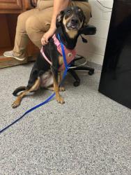 Shelter Stray Male Dog last seen Corryton, TN 37721, Knoxville, TN 37919