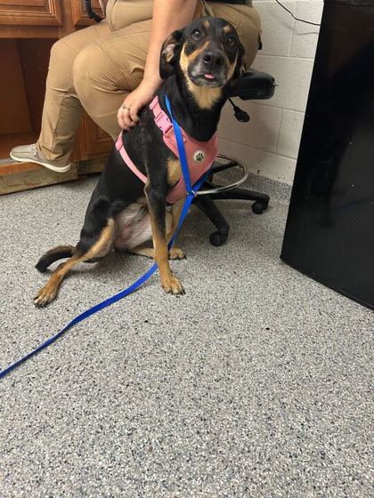 Shelter Stray Male Dog last seen Corryton, TN 37721, Knoxville, TN 37919