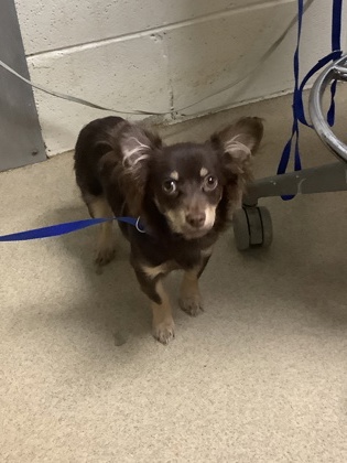 Shelter Stray Female Dog last seen Greenville, TX 75401, Fort Worth, TX 76119