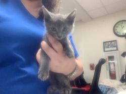 Shelter Stray Female Cat last seen Fort Worth, TX 76134, Fort Worth, TX 76119