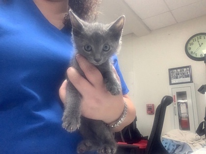 Shelter Stray Female Cat last seen Fort Worth, TX 76134, Fort Worth, TX 76119