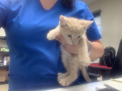 Shelter Stray Male Cat last seen Fort Worth, TX 76134, Fort Worth, TX 76119