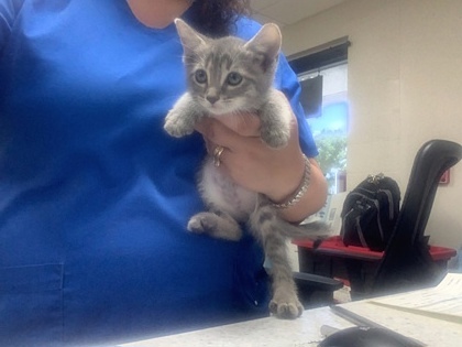 Shelter Stray Female Cat last seen Fort Worth, TX 76134, Fort Worth, TX 76119