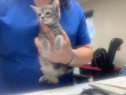 Shelter Stray Female Cat last seen Fort Worth, TX 76134, Fort Worth, TX 76119