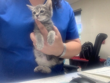 Shelter Stray Female Cat last seen Fort Worth, TX 76134, Fort Worth, TX 76119