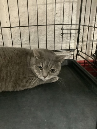 Shelter Stray Female Cat last seen , TX , Fort Worth, TX 76119
