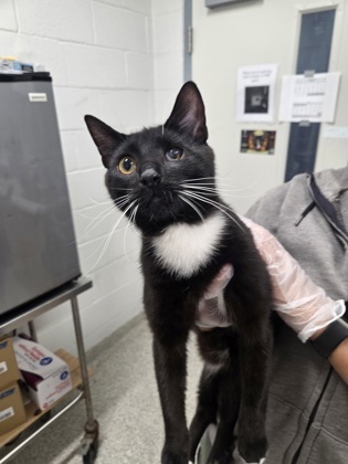 Shelter Stray Male Cat last seen Near Lakewood Unit 402, 21224, MD, Baltimore, MD 21230
