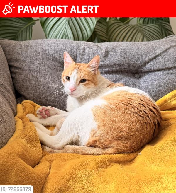 Lost Male Cat last seen Queens Park Avenue, near Kingsley Rose Gardens, Glasgow City, Scotland G42