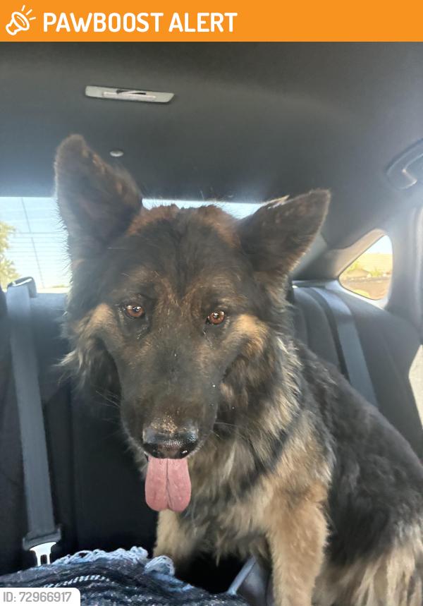 Found/Stray Male Dog last seen Walgreens , Wigwam Creek South, AZ 85340