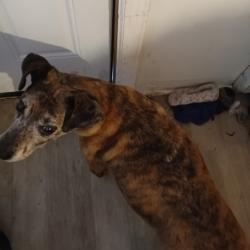 Reunited Male Dog last seen 6th and chestnut , Coatesville, PA 19320