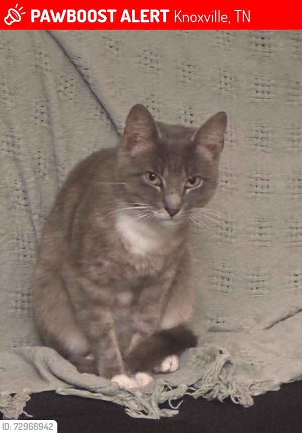 Lost Male Cat last seen Near Coster rd Knoxville, tn 37912, Knoxville, TN 37912