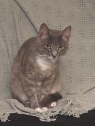 Lost Male Cat last seen Near Coster rd Knoxville, tn 37912, Knoxville, TN 37912