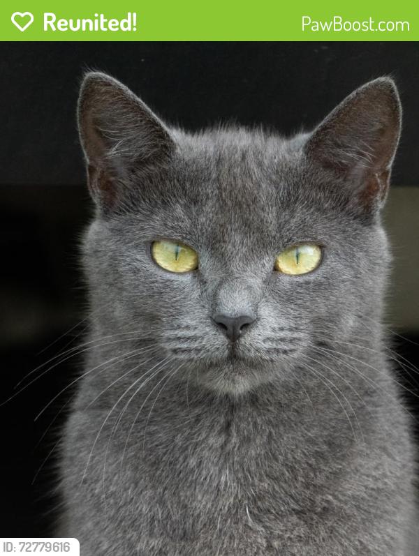 Reunited Female Cat last seen Puakalo St, Honokaa Elementary School, Honokaa, HI 96727
