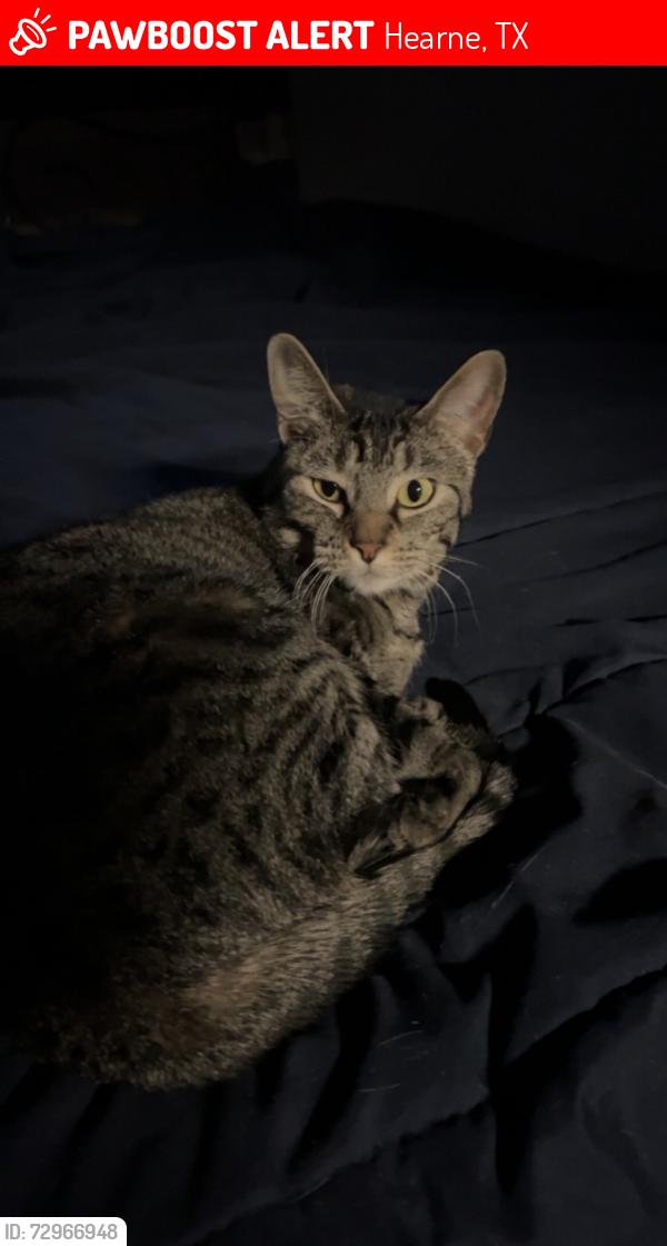 Lost Female Cat last seen Near Wheelock Hall Rd , Hearne, TX 77859