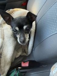 Reunited Female Dog last seen Travis Blvd and Pennsylvania Ave, Fairfield, CA 94533