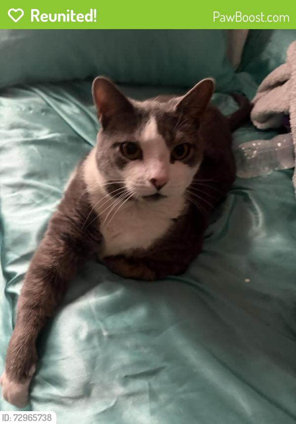 Reunited Female Cat last seen Lansdowne Road, Bond shopping center, Bond park, Upper Darby Township, PA 19082