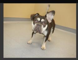 Reunited Female Dog last seen Berryessa and flea market, San Jose, CA 95133