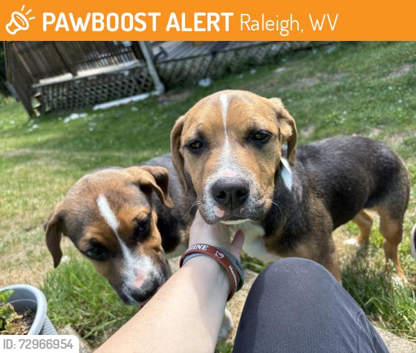 Found/Stray Male Dog last seen Burmeister, Raleigh, WV 25801