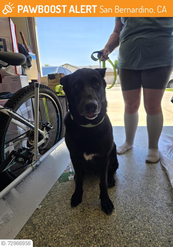Found/Stray Female Dog last seen Pine and Kendall, San Bernardino, CA 92407
