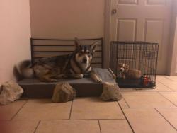Lost Male Dog last seen Palmer and commerce st. Across from Campanile on Commerce senior living facility., Houston, TX 77003