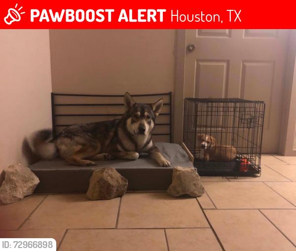 Lost Male Dog last seen Palmer and commerce st. Across from Campanile on Commerce senior living facility., Houston, TX 77003