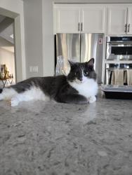 Lost Male Cat last seen Franklin High, Elk Grove, CA 95757