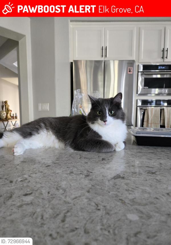 Lost Male Cat last seen Franklin High, Elk Grove, CA 95757