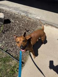 Found/Stray Male Dog last seen Charles Hay School, Englewood, CO 80113