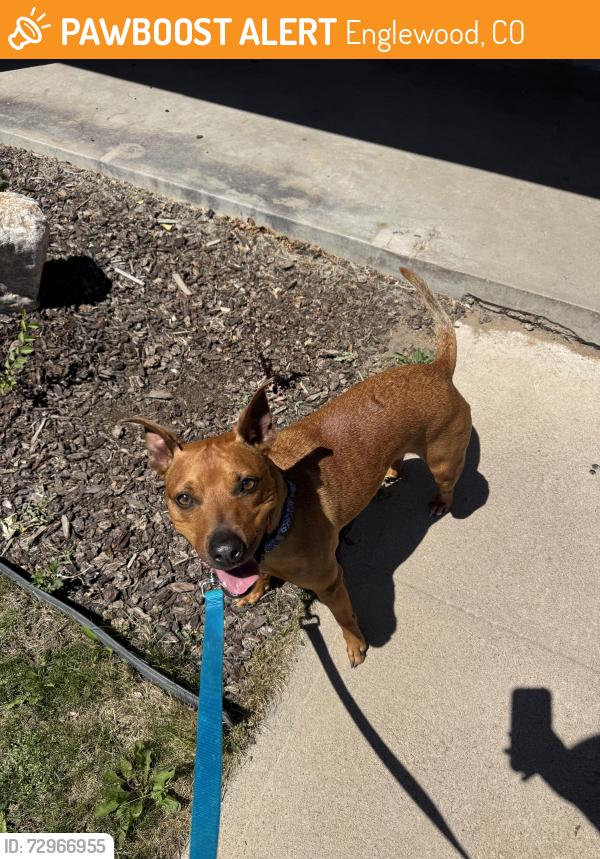 Found/Stray Male Dog last seen Charles Hay School, Englewood, CO 80113