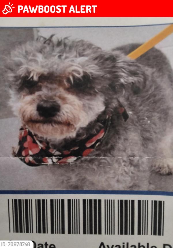Lost Female Dog last seen 3rd Avenue in north San Bernardino area, Arrowhead Farms, CA 92407