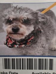 Lost Female Dog last seen 3rd Avenue in north San Bernardino area, Arrowhead Farms, CA 92407