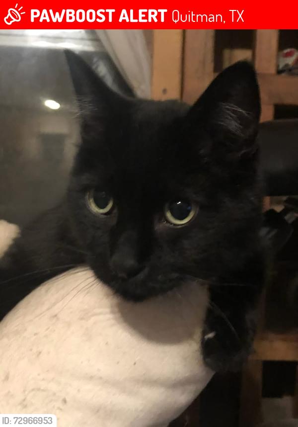 Lost Male Cat last seen Robin Street and Lane Street, Quitman, TX 75783