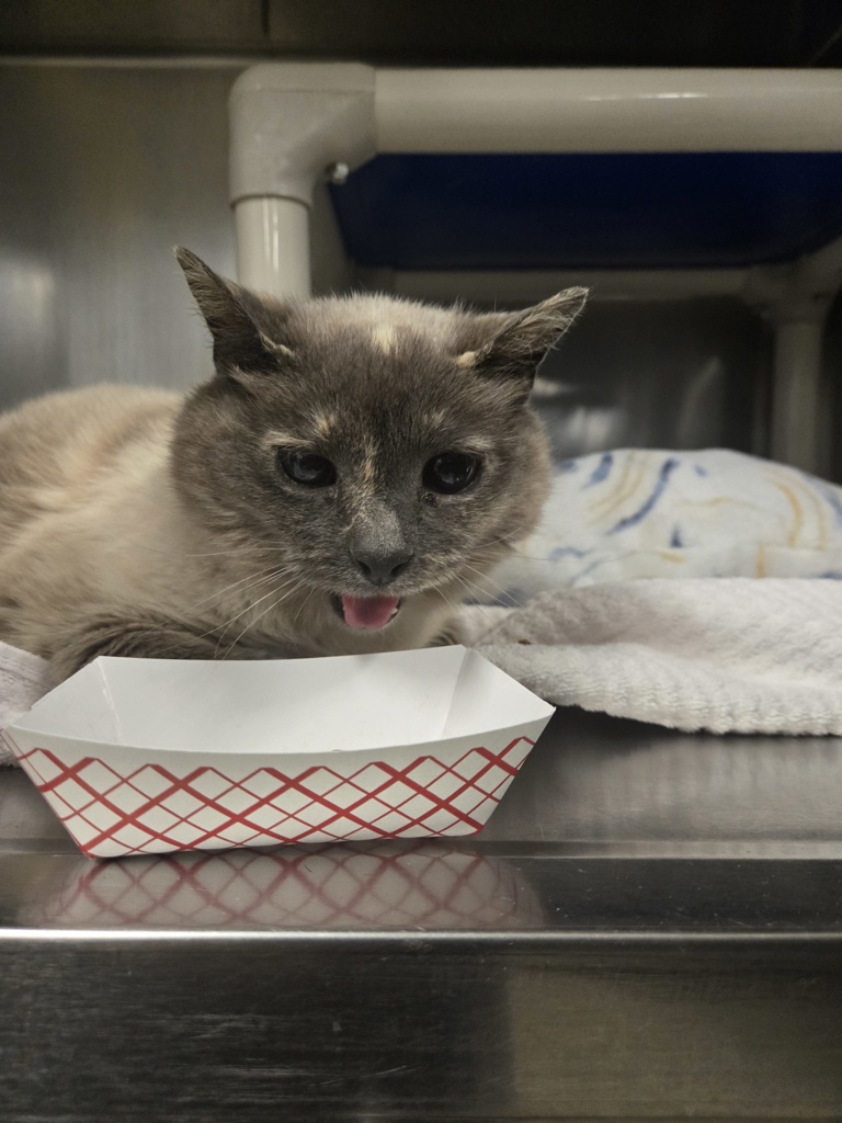 Shelter Stray Female Cat last seen Near Castle Rock Court, PASADENA, MD, 21122, Millersville, MD 21054