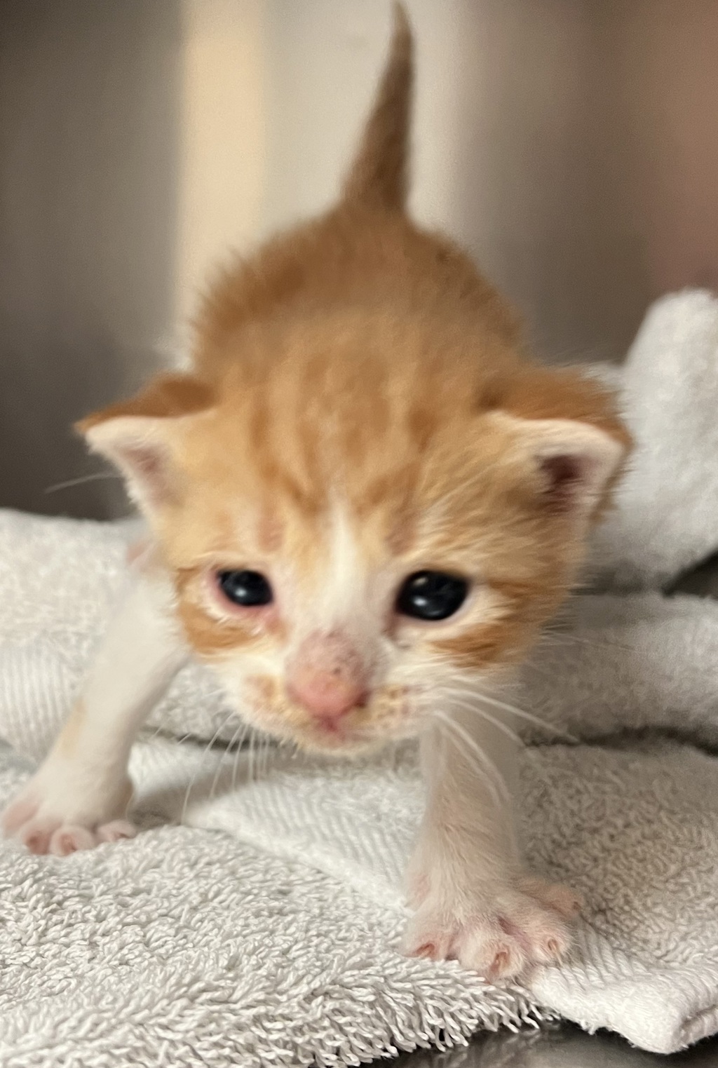 Shelter Stray Male Cat last seen Near Old Brick Court, RALEIGH, NC, 27616, Raleigh, NC 27610