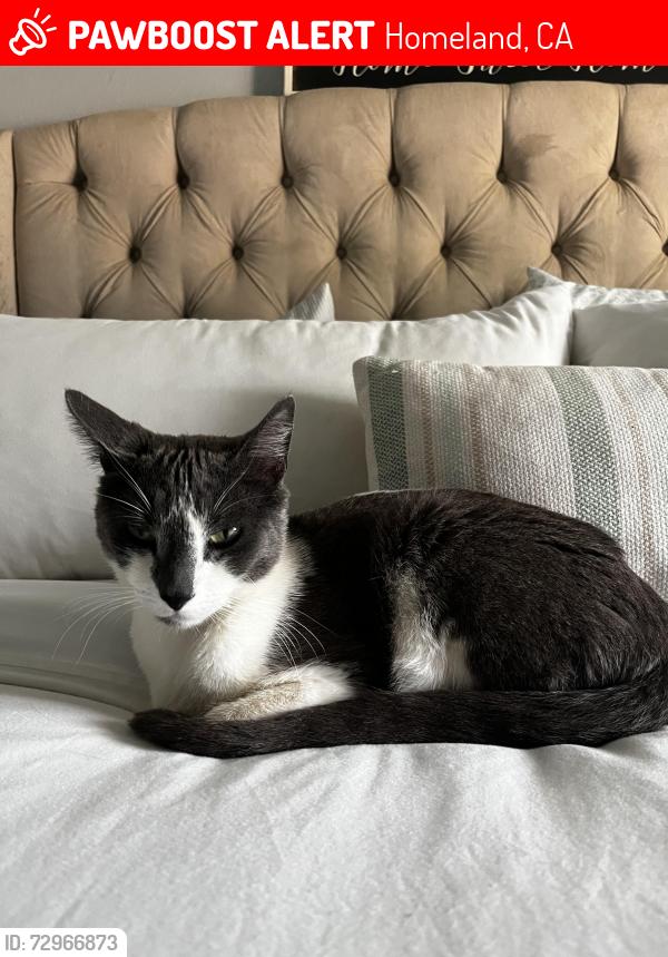 Lost Male Cat last seen GUTHRIDGE LN HOMELAND Ca 92548, Homeland, CA 92548