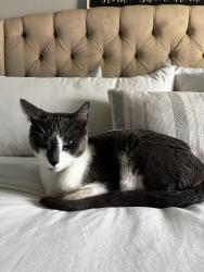 Lost Male Cat last seen GUTHRIDGE LN HOMELAND Ca 92548, Homeland, CA 92548