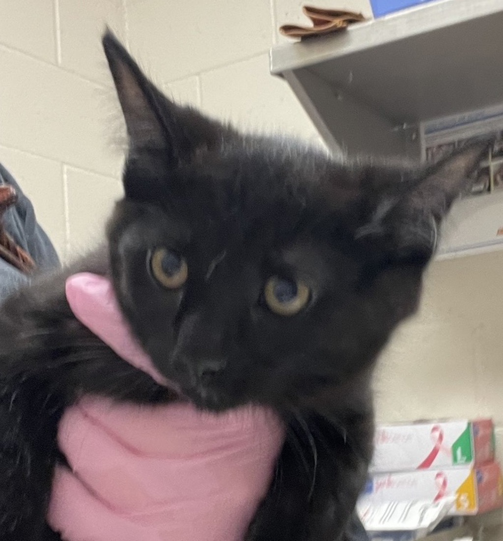 Shelter Stray Male Cat last seen Near Tonga Court, San Diego, CA, 92154, El Cajon, CA 92020