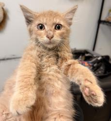 Shelter Stray Male Cat last seen Near S 29th Street, San Diego, CA, 92113, San Diego, CA 92110